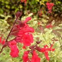 Salvia microphylla 'Desert Blaze'